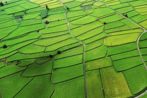 绿色稻田3440x1440风景壁纸