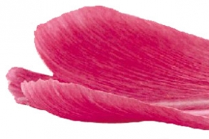 花瓣 穗子PNG免抠图素材
