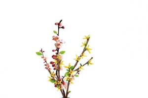绿色花瓶红色梅花腊梅
