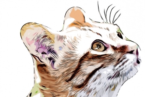 手绘宠物小猫