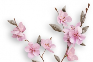 白色花瓣 绿色花枝 png素材
