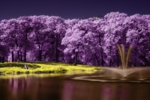 树 湖 紫色风景 唯美艺术 4K壁纸