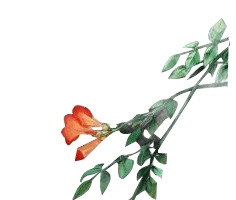 绿色的植被
