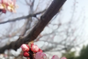 春暖花开的时节