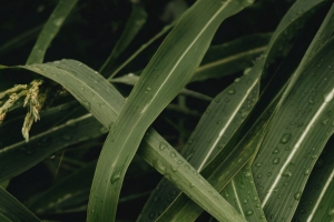 叶子 植物 水滴 绿色 宏观 4k壁纸 3840x2160
