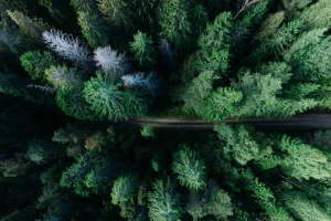 路 林路 俯视摄影 4K风景壁纸