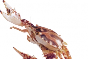 醉蟹 花雕麻辣蟹