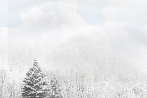 文艺雪松景色白色banner