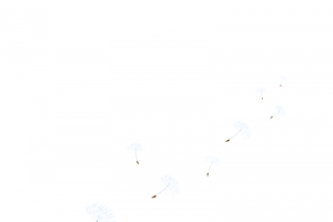 漂浮梦幻白色蒲公英