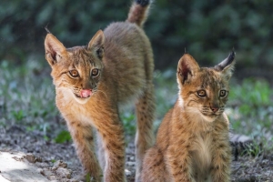 山猫 小猫 捕食者 动物 突出的舌头 4k壁纸 3840x2160