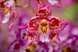 兰花 花 花瓣 斑点 模糊 4k壁纸 3840x2160