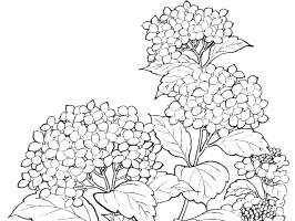 花串