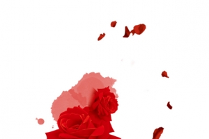 玫瑰花