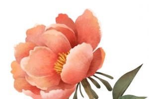 手绘牡丹花花朵装饰元素