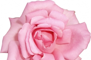 粉色玫瑰花高清PNG透明动植物设计素材免费下载