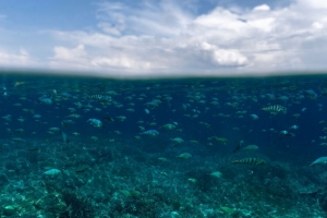 海底世界 鱼 海洋 4k壁纸 3840x2160