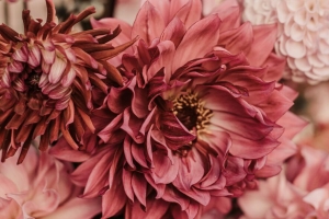 大丽花 花 花束 粉红色 4k壁纸 3840x2160