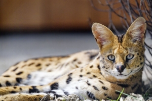  serval 野猫 斑点 捕食者 浏览 4k壁纸 3840x2160