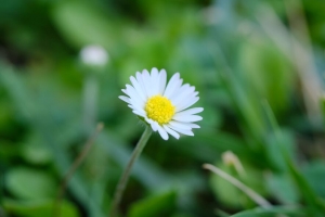 贝利斯 花 白色 花瓣 模糊 4k壁纸 3840x2160
