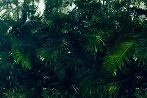 淘宝背景图 热带植物