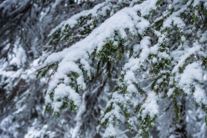 树枝 雪 树 冬季 4k壁纸 3840x2160