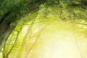 淘宝梦幻绿色背景
