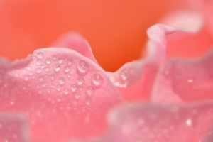 粉色花瓣露珠海报背景