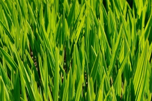 草 宏 茎 绿色 4k壁纸 3840x2160