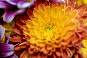 菊花 花 宏 花瓣 4k壁纸 3840x2160