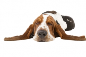 黑白可爱躺着的狗动物