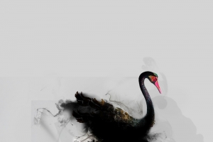文艺艺术黑天鹅纹理