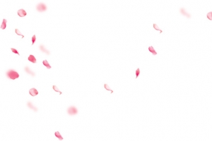 清新简约花瓣白底素材