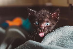 猫 小猫 情绪 有趣 奇妙的 4k壁纸 3840x2160