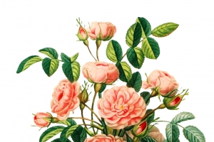 复古手绘元素植物插画