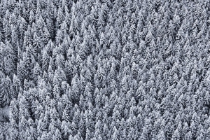 棵树 俯视图 雪地 雪地 4k壁纸 3840x2160
