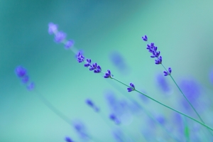 薰衣草 花 小清新 4K壁纸