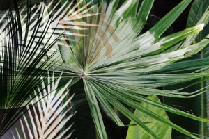 植物背景图