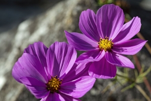宇宙 花 花瓣 宏观 紫色 春天 4k壁纸 3840x2160