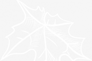 纯洁白色枫叶
