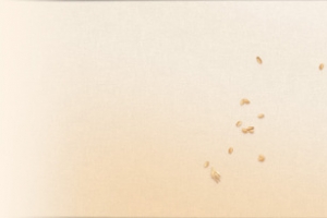 黄色麦穗秋季丰收