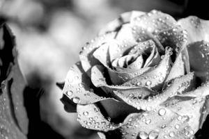 玫瑰 花瓣 水滴 雨 宏观 黑白 4k壁纸 3840x2160
