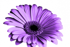 紫色菊花