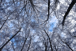 树 冬天 白霜 天空 仰视 4k壁纸 3840x2160