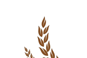 一株麦穗