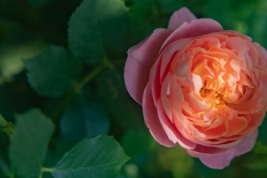 玫瑰花3440x1440电脑壁纸