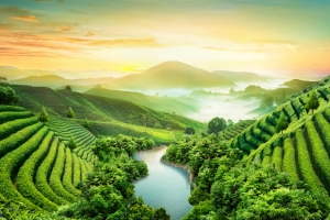 绿色茶田背景免费下载