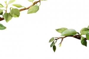 植物树叶树枝效果