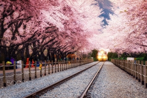 唯美樱花城市轨道