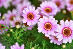 雏菊 花 花瓣 模糊 粉红色 4k壁纸 3840x2160