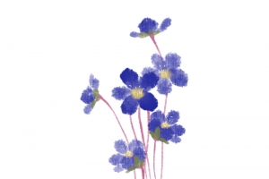 紫色的小花儿